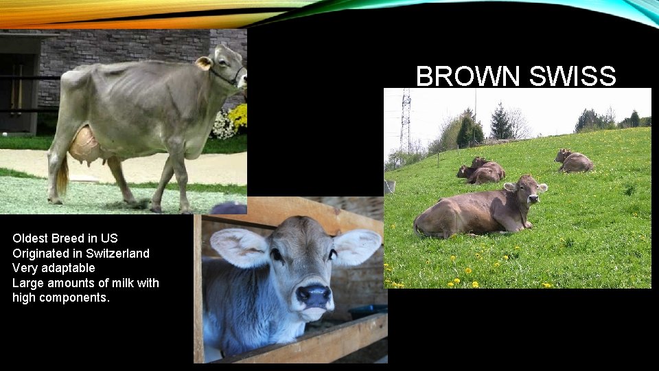 BROWN SWISS Oldest Breed in US Originated in Switzerland Very adaptable Large amounts of