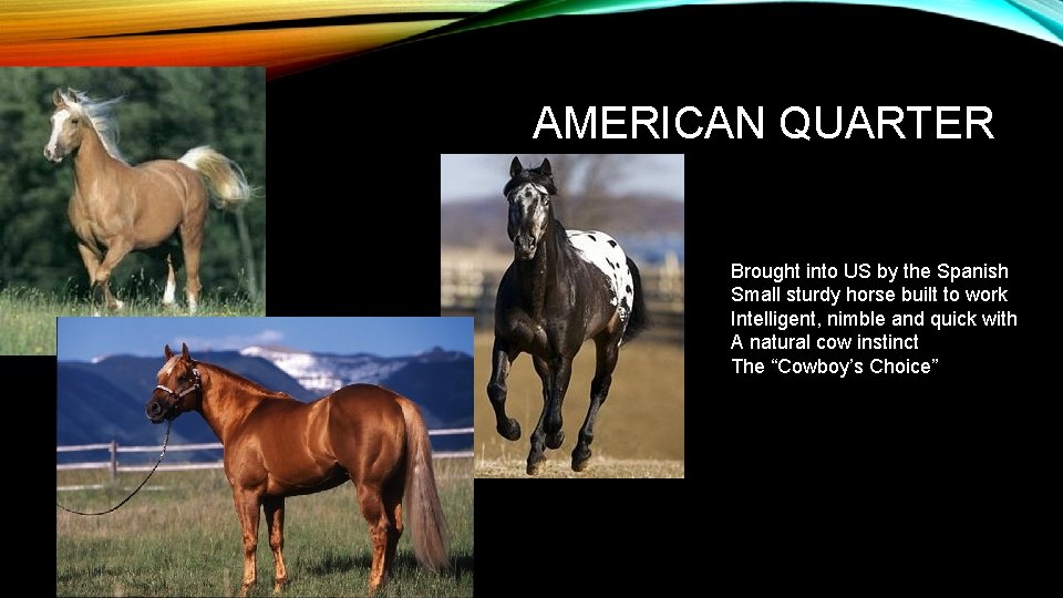 AMERICAN QUARTER Brought into US by the Spanish Small sturdy horse built to work