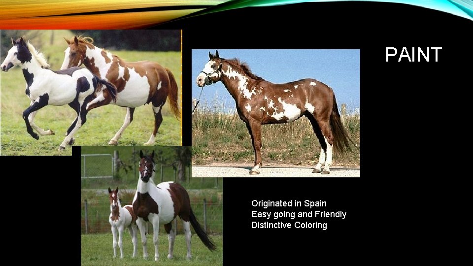 PAINT Originated in Spain Easy going and Friendly Distinctive Coloring 