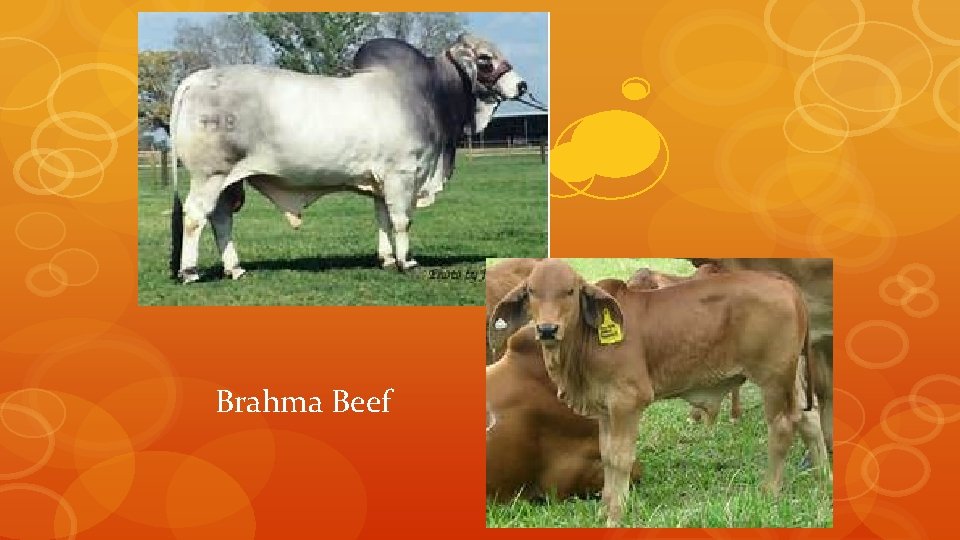 Brahma Beef 