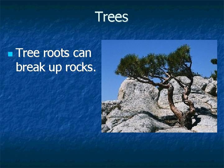 Trees n Tree roots can break up rocks. 