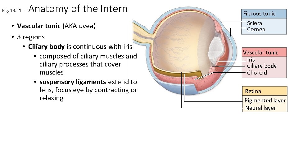 Fig. 19. 11 a Anatomy of the Internal Eye • Vascular tunic (AKA uvea)