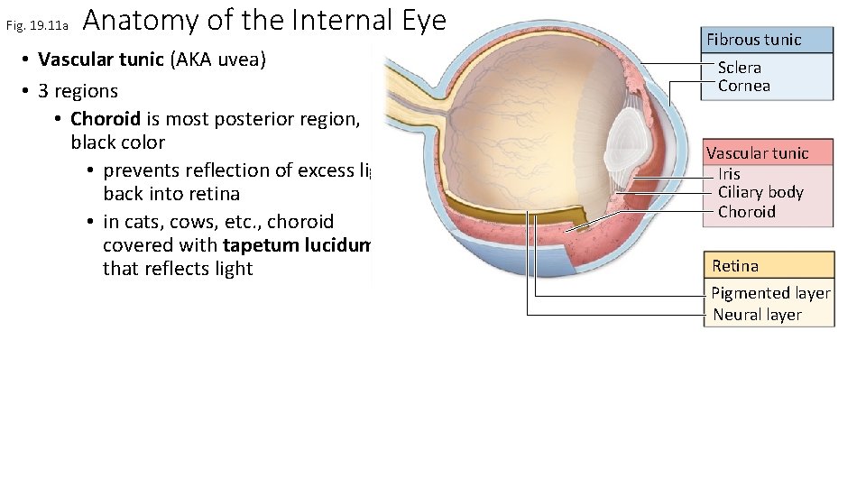 Fig. 19. 11 a Anatomy of the Internal Eye • Vascular tunic (AKA uvea)