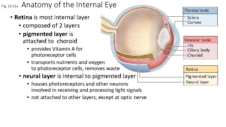 Fig. 19. 11 a Anatomy of the Internal Eye • Retina is most internal