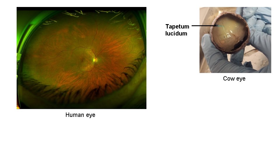 Tapetum lucidum Cow eye Human eye 