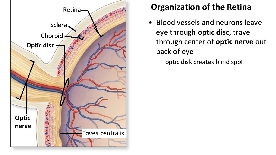 Organization of the Retina • Blood vessels and neurons leave eye through optic disc,
