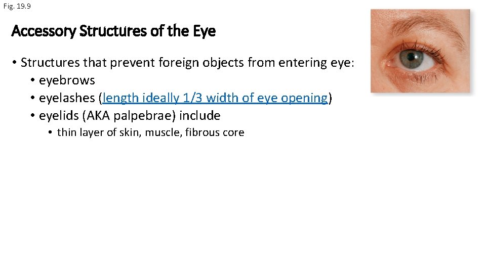 Fig. 19. 9 Accessory Structures of the Eye • Structures that prevent foreign objects