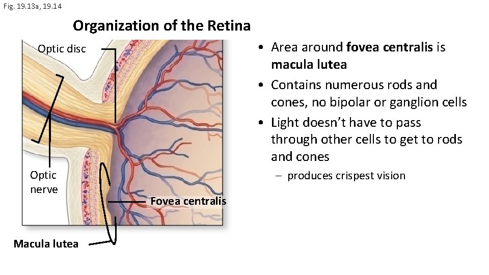 Fig. 19. 13 a, 19. 14 Organization of the Retina • Area around fovea