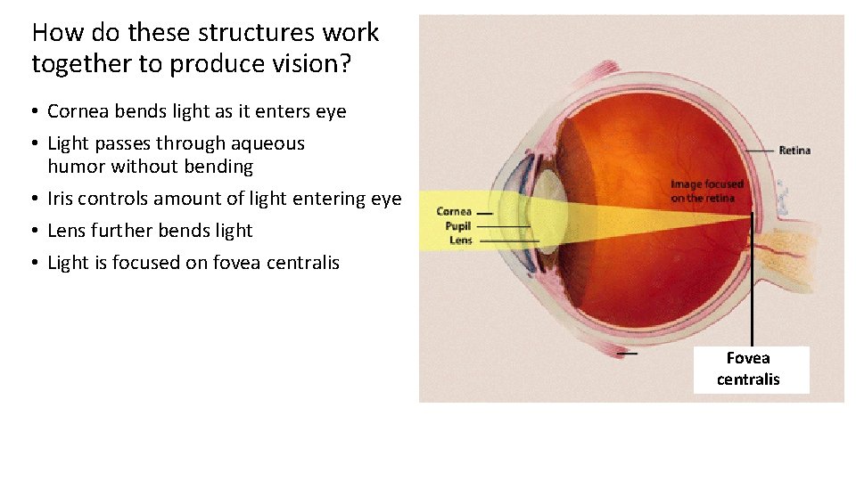 How do these structures work together to produce vision? • Cornea bends light as