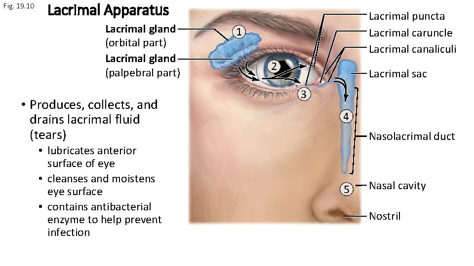 Fig. 19. 10 Lacrimal Apparatus Lacrimal gland (orbital part) Lacrimal gland (palpebral part) •