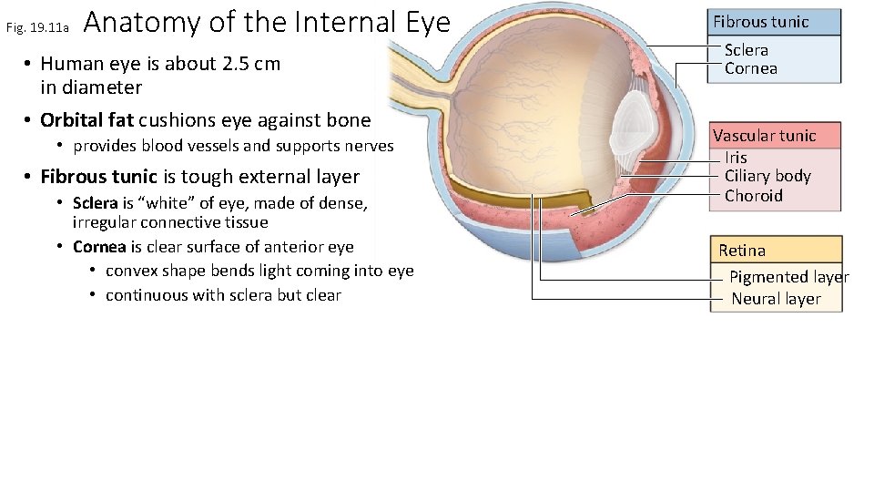 Fig. 19. 11 a Anatomy of the Internal Eye • Human eye is about