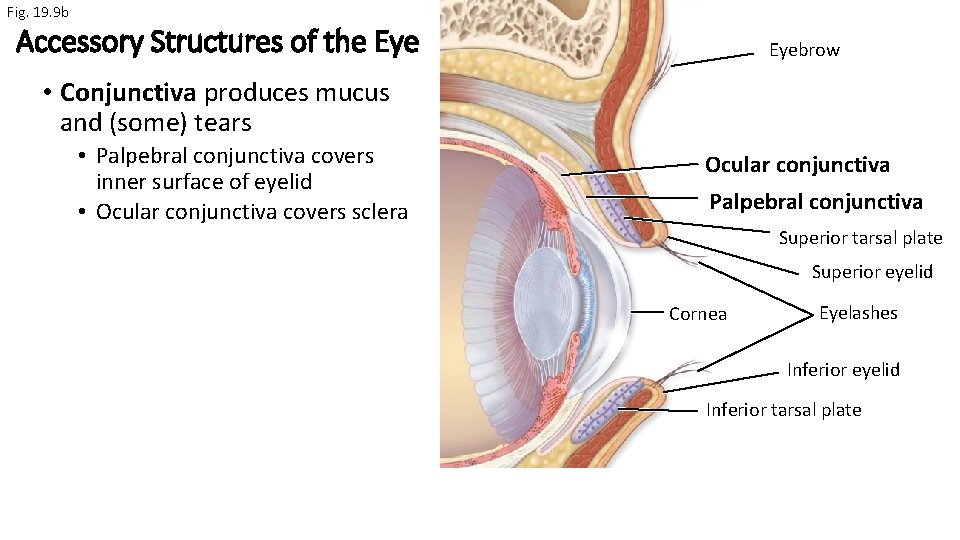 Fig. 19. 9 b Accessory Structures of the Eyebrow • Conjunctiva produces mucus and