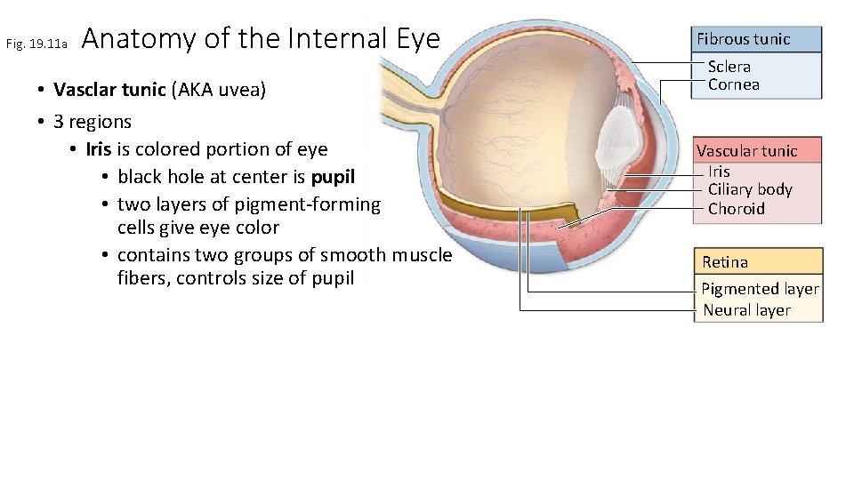 Fig. 19. 11 a Anatomy of the Internal Eye • Vasclar tunic (AKA uvea)