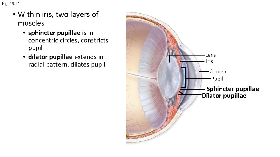 Fig. 19. 11 • Within iris, two layers of muscles • sphincter pupillae is