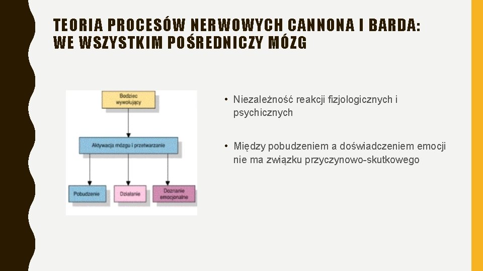 TEORIA PROCESÓW NERWOWYCH CANNONA I BARDA: WE WSZYSTKIM POŚREDNICZY MÓZG • Niezależność reakcji fizjologicznych TEORIA PROCESÓW NERWOWYCH CANNONA I BARDA: WE WSZYSTKIM POŚREDNICZY MÓZG • Niezależność reakcji fizjologicznych