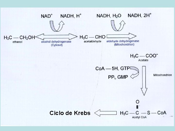 Ciclo de Krebs 