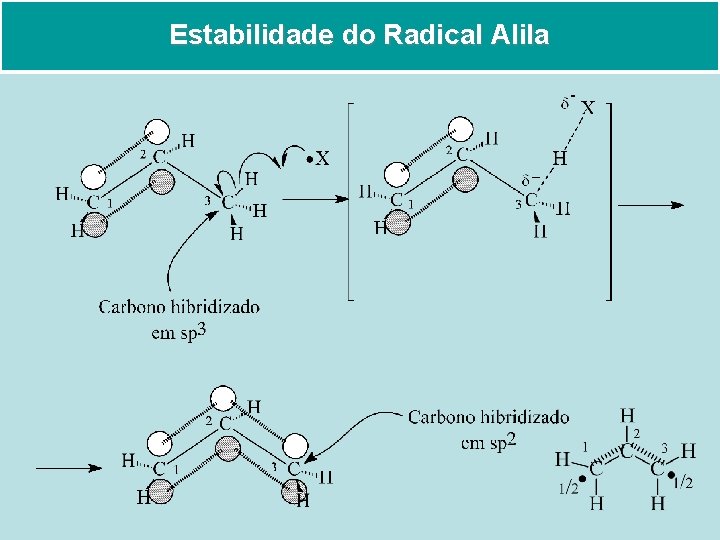 Estabilidade do Radical Alila 