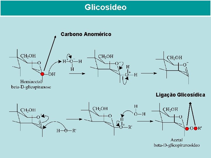 Glicosídeo Carbono Anomérico Ligação Glicosídica 