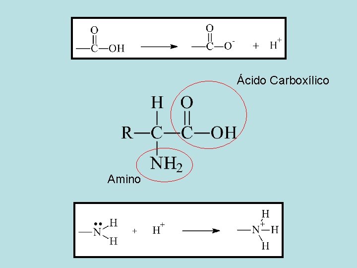 Ácido Carboxílico Amino 