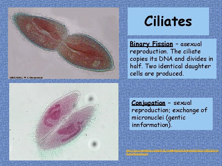 Ciliates Binary Fission – asexual reproduction. The ciliate copies its DNA and divides in Ciliates Binary Fission – asexual reproduction. The ciliate copies its DNA and divides in