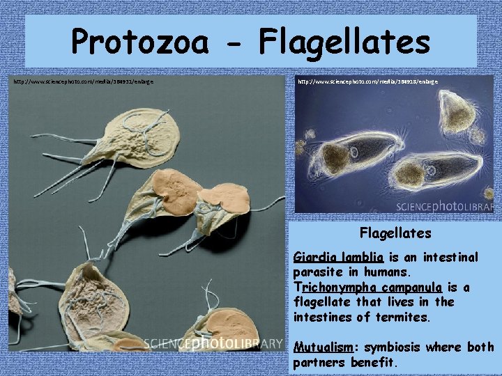 Protozoa - Flagellates http: //www. sciencephoto. com/media/364931/enlarge http: //www. sciencephoto. com/media/364918/enlarge Flagellates Giardia lamblia