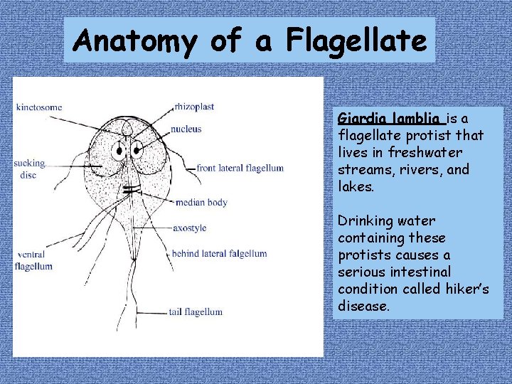 Anatomy of a Flagellate Giardia lamblia is a flagellate protist that lives in freshwater