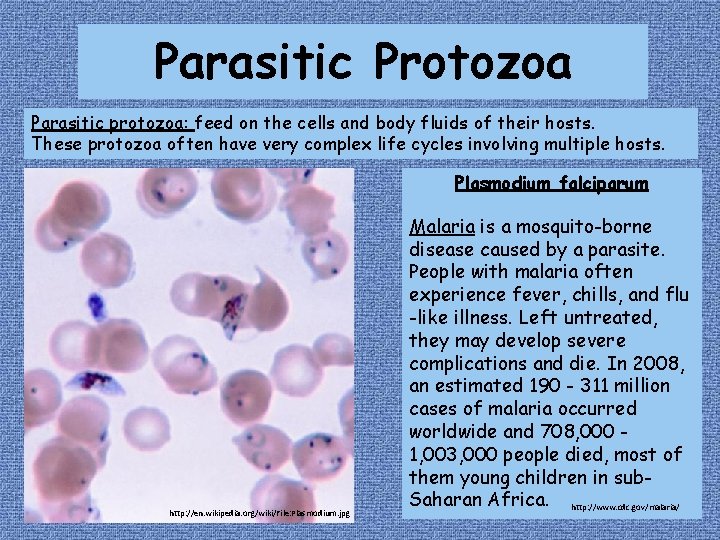 Parasitic Protozoa Parasitic protozoa: feed on the cells and body fluids of their hosts.