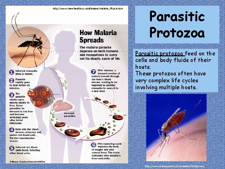 http: //www. travelhealth. co. uk/diseases/malaria_lifcycle. htm Parasitic Protozoa Parasitic protozoa feed on the cells