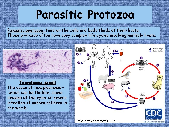 Parasitic Protozoa Parasitic protozoa : feed on the cells and body fluids of their