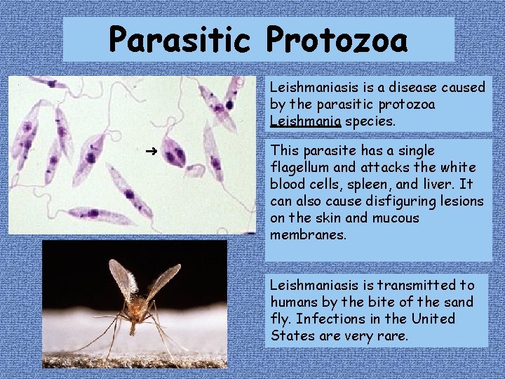 Parasitic Protozoa Leishmaniasis is a disease caused by the parasitic protozoa Leishmania species. This