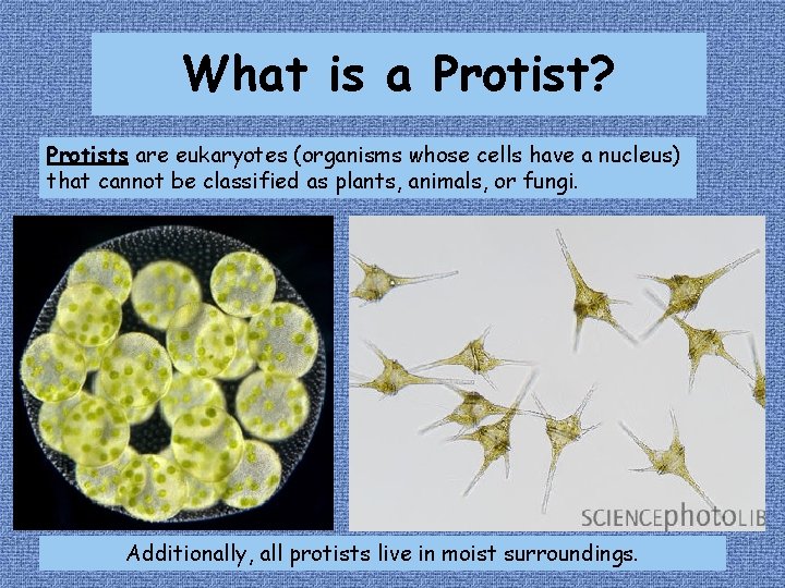 What is a Protist? Protists are eukaryotes (organisms whose cells have a nucleus) that