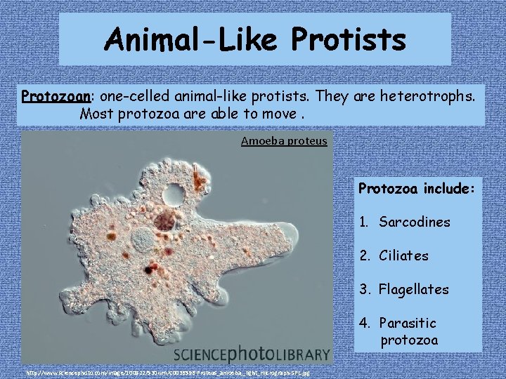 Animal-Like Protists Protozoan: one-celled animal-like protists. They are heterotrophs. Most protozoa are able to