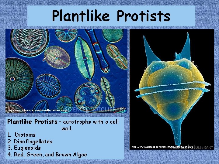 Plantlike Protists http: //www. sciencephoto. com/media/15785/enlarge Plantlike Protists – autotrophs with a cell wall.