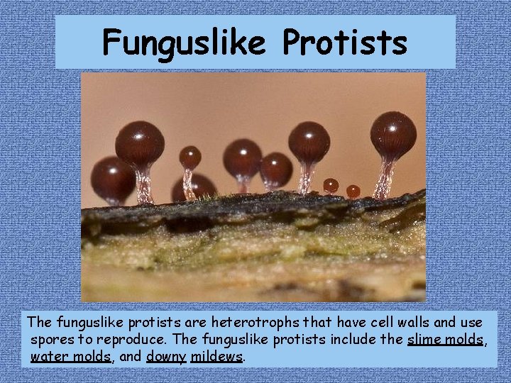 Funguslike Protists The funguslike protists are heterotrophs that have cell walls and use spores Funguslike Protists The funguslike protists are heterotrophs that have cell walls and use spores