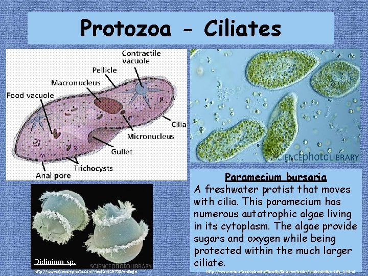 Protozoa - Ciliates Didinium sp. http: //www. sciencephoto. com/media/419708/enlarge Paramecium bursaria A freshwater protist Protozoa - Ciliates Didinium sp. http: //www. sciencephoto. com/media/419708/enlarge Paramecium bursaria A freshwater protist
