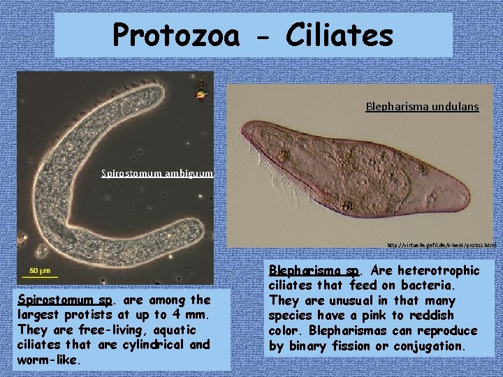 Protozoa - Ciliates Blepharisma undulans Spirostomum ambiguum http: //virtuelle. gefil. de/s-hess/protoz. html Spirostomum sp.