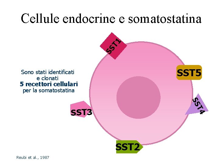 SS T 1 Cellule endocrine e somatostatina SST 5 Sono stati identificati e clonati