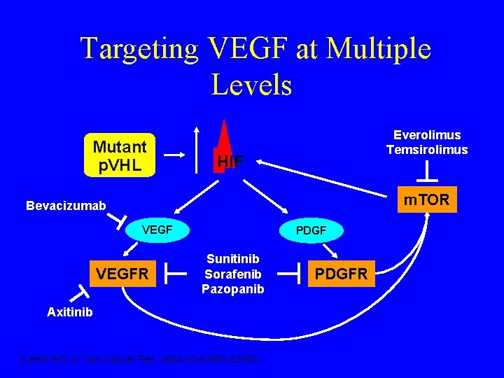 Targeting VEGF at Multiple Levels Mutant p. VHL Everolimus Temsirolimus HIF m. TOR Bevacizumab