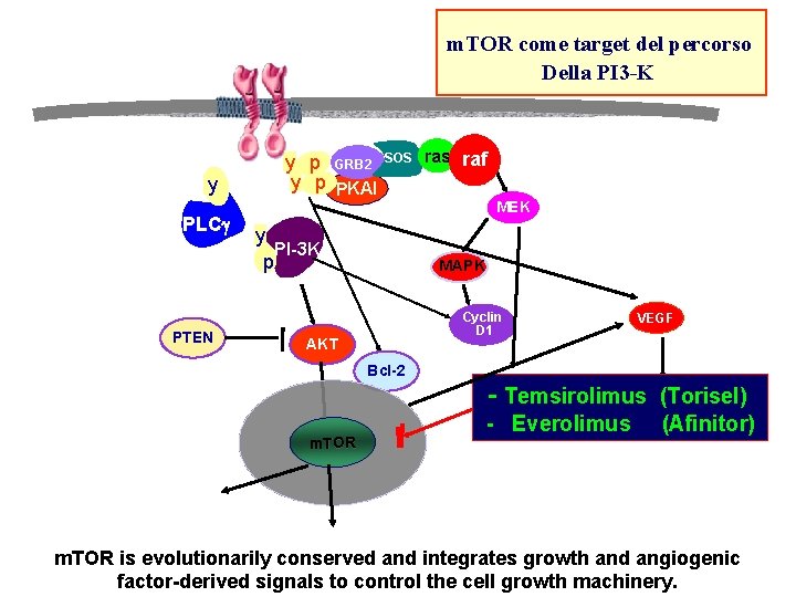 m. TOR come target del percorso Della PI 3 -K y PLCg PTEN y