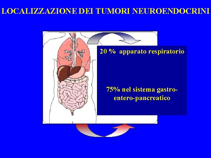 LOCALIZZAZIONE DEI TUMORI NEUROENDOCRINI 20 % apparato respiratorio 75% nel sistema gastroentero-pancreatico 