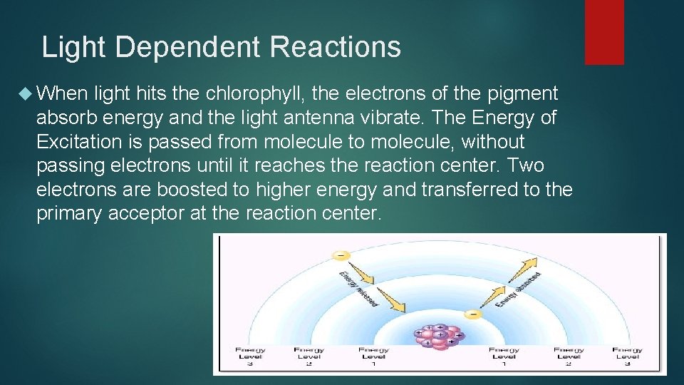 Light Dependent Reactions When light hits the chlorophyll, the electrons of the pigment absorb Light Dependent Reactions When light hits the chlorophyll, the electrons of the pigment absorb