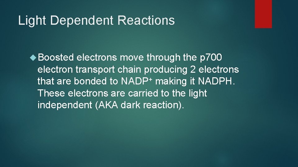 Light Dependent Reactions Boosted electrons move through the p 700 electron transport chain producing Light Dependent Reactions Boosted electrons move through the p 700 electron transport chain producing