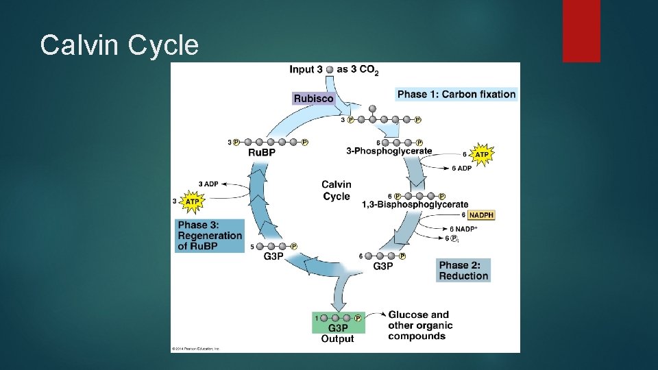 Calvin Cycle Calvin Cycle
