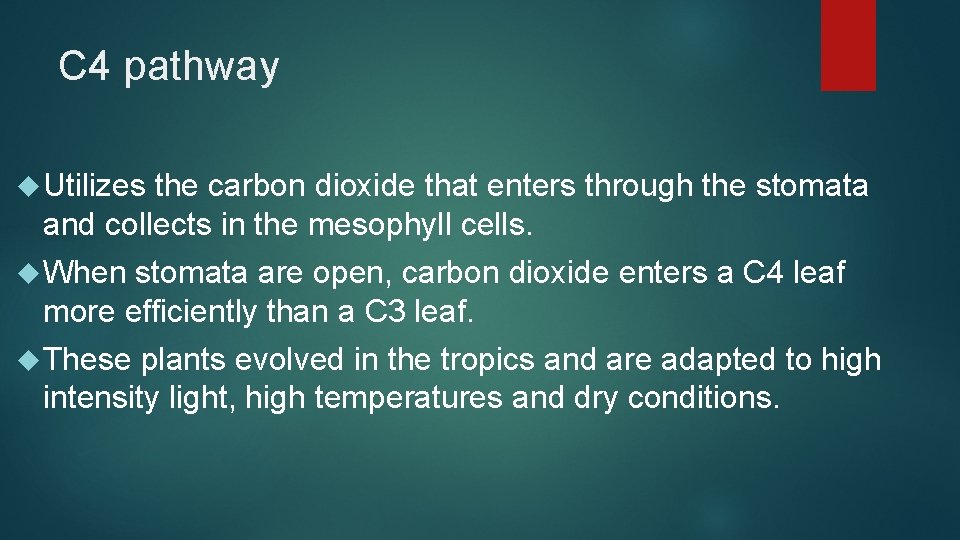 C 4 pathway Utilizes the carbon dioxide that enters through the stomata and collects C 4 pathway Utilizes the carbon dioxide that enters through the stomata and collects