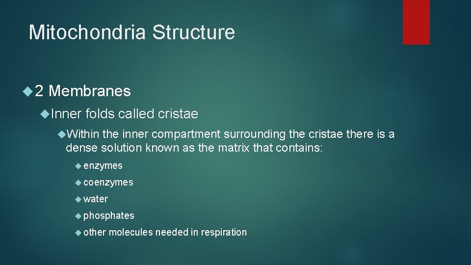 Mitochondria Structure 2 Membranes Inner folds called cristae Within the inner compartment surrounding the Mitochondria Structure 2 Membranes Inner folds called cristae Within the inner compartment surrounding the