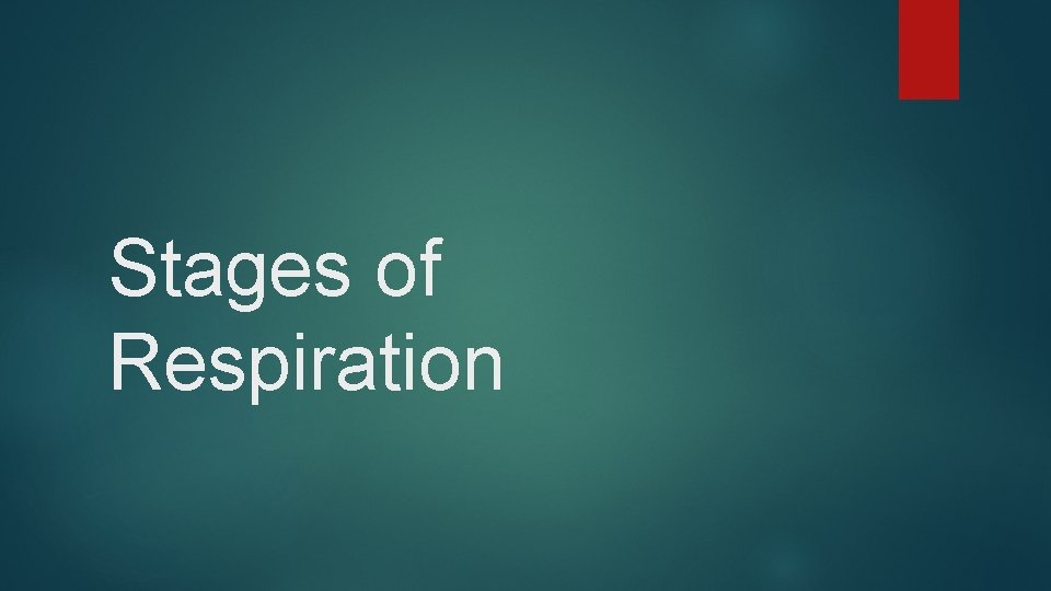 Stages of Respiration Stages of Respiration
