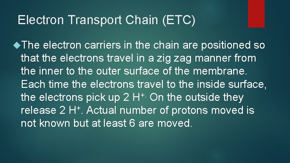 Electron Transport Chain (ETC) The electron carriers in the chain are positioned so that Electron Transport Chain (ETC) The electron carriers in the chain are positioned so that
