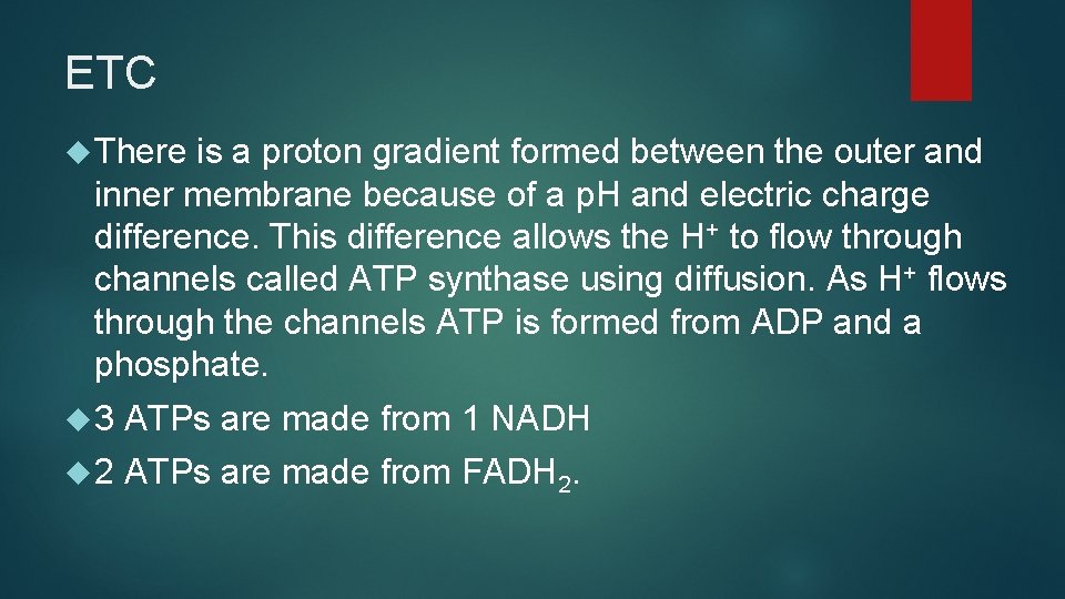 ETC There is a proton gradient formed between the outer and inner membrane because ETC There is a proton gradient formed between the outer and inner membrane because