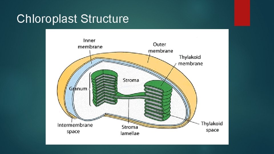 Chloroplast Structure Chloroplast Structure