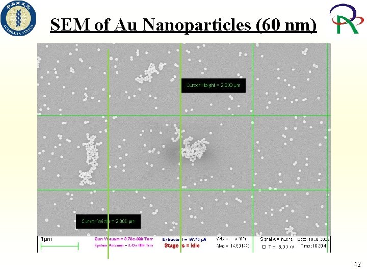 SEM of Au Nanoparticles (60 nm) 42 